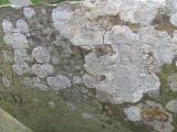 image of grave number 454931